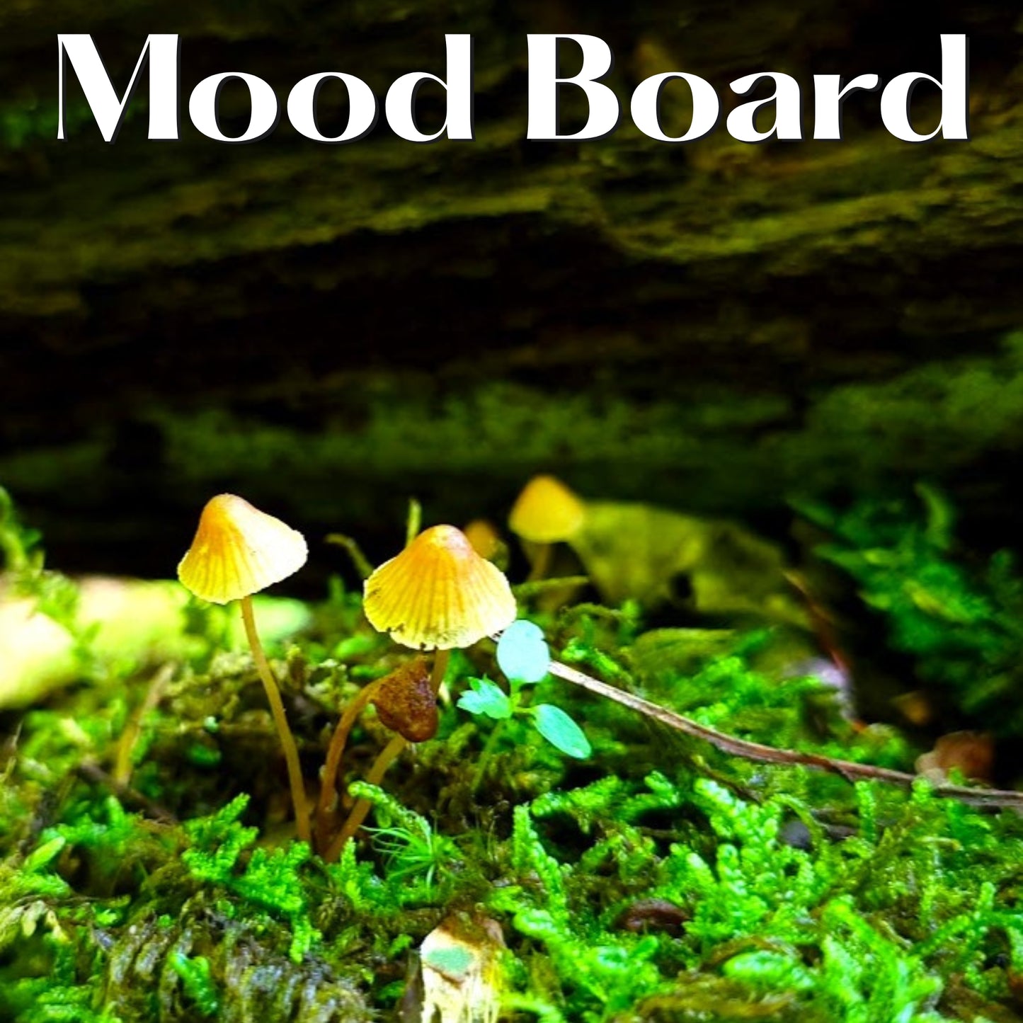 Tigerwood Shop Rat Bead