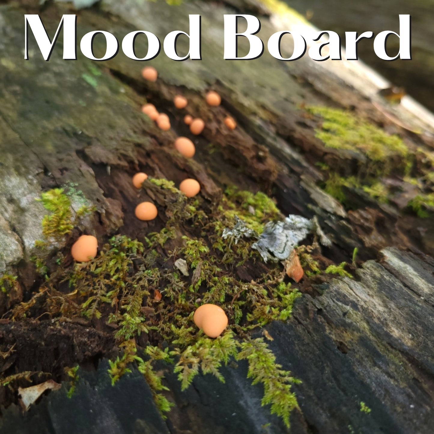 Padauk Shop Rat Bead